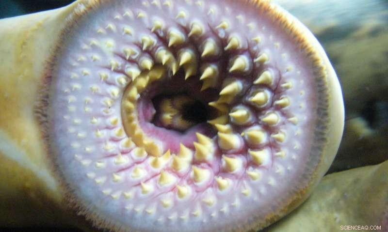 Scientists Uncover Lampreys  Remarkable Adaptation to Fresh and Saltwater