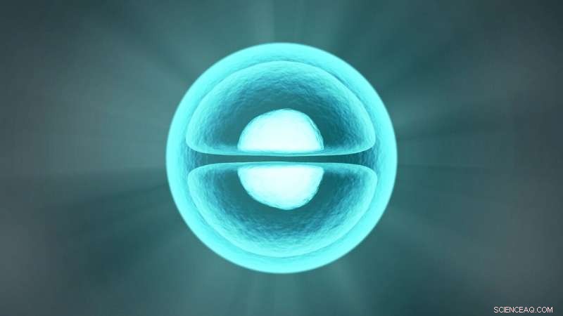 Human Blastoids: Medical Breakthroughs and Ethical Dilemmas