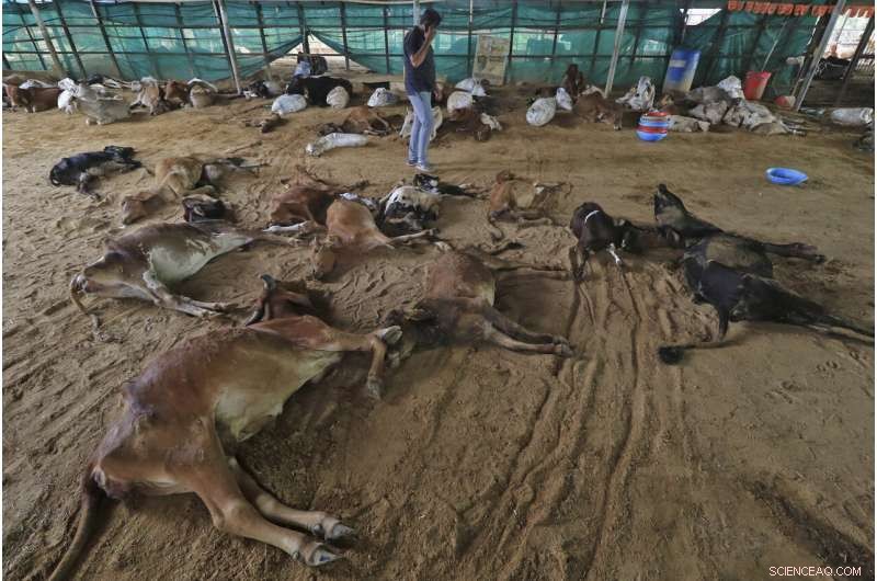 Lumpy Skin Disease Claims 100,000 Cattle in India, Endangering Farmers  Livelihoods