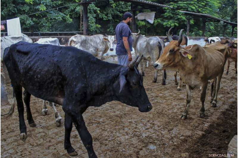 Lumpy Skin Disease Claims 100,000 Cattle in India, Endangering Farmers  Livelihoods