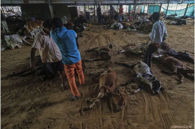 Lumpy Skin Disease Claims 100,000 Cattle in India, Endangering Farmers  Livelihoods