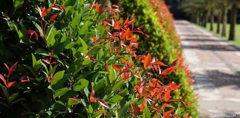 The Lillipilly: Australia s Iconic Tree Genus Thriving Worldwide