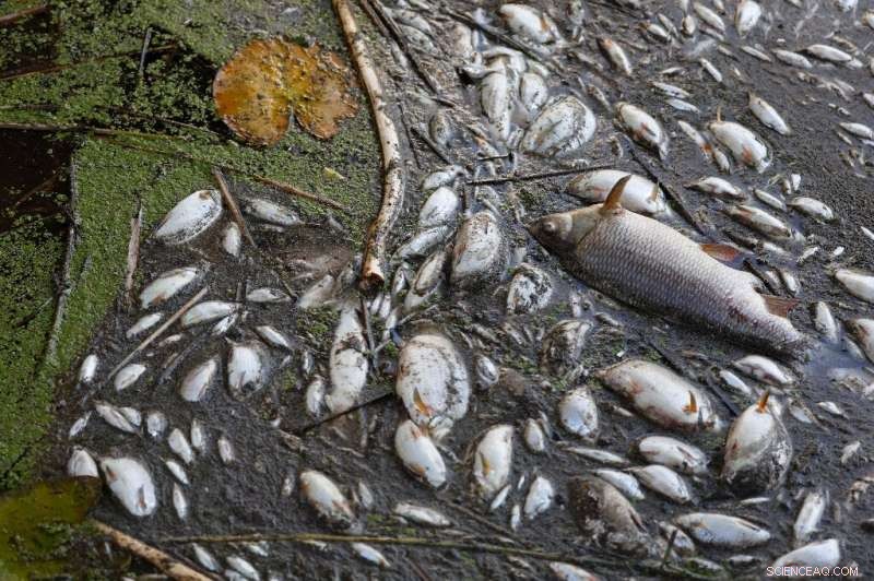Germany Declares Oder River Fish Mass Deaths a Human‑Made Disaster