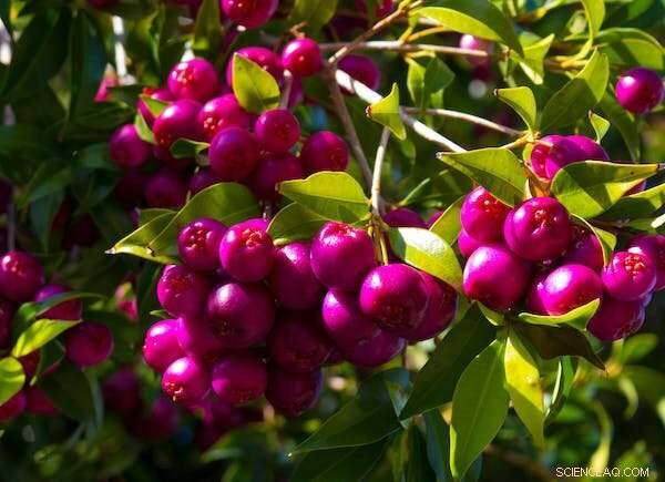 The Lillipilly: Australia s Iconic Tree Genus Thriving Worldwide