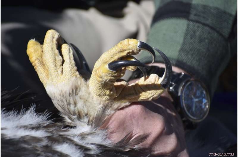 Biden Administration Proposes New Wind Permit Program That Could Increase Eagle Mortality