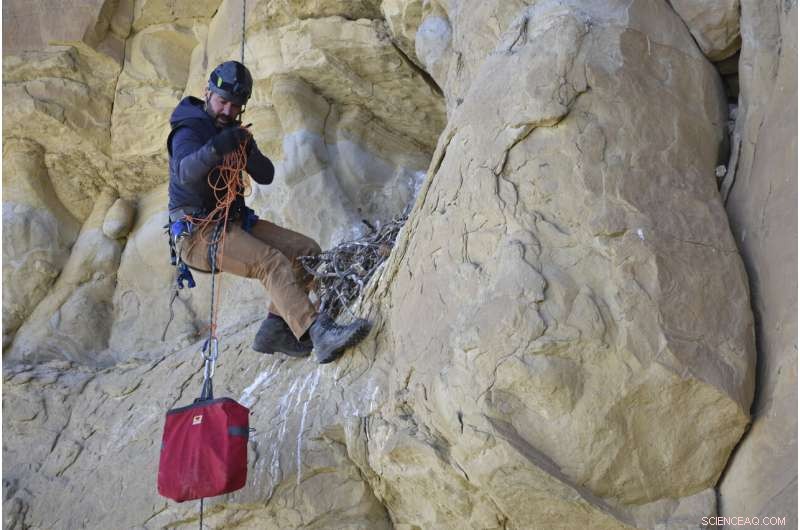 Biden Administration Proposes New Wind Permit Program That Could Increase Eagle Mortality