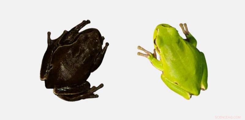 Chernobyl s Dark Frogs: Evolutionary Adaptations Revealed