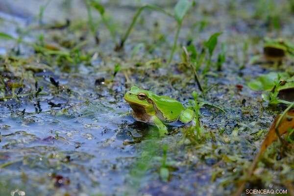 Chernobyl s Dark Frogs: Evolutionary Adaptations Revealed