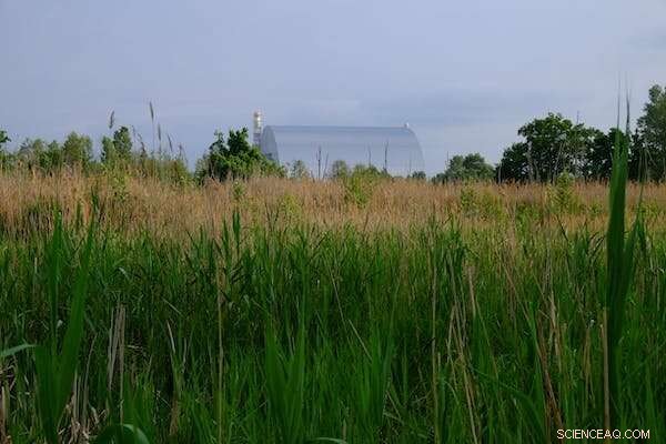 Chernobyl s Dark Frogs: Evolutionary Adaptations Revealed