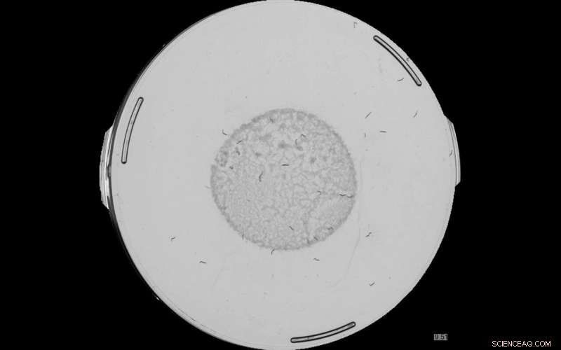 Lifespan Machine Study Warns Biomarkers May Mislead Anti-Aging Therapy Evaluation