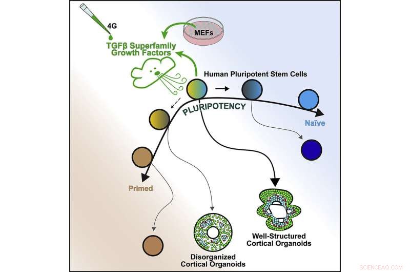 Enhancing Lab‑Grown Brain Organoids to Better Mimic Human Neurological Function
