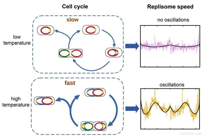 New Study Reveals Fluctuating DNA Polymerase Speeds in Rapidly Growing Bacteria