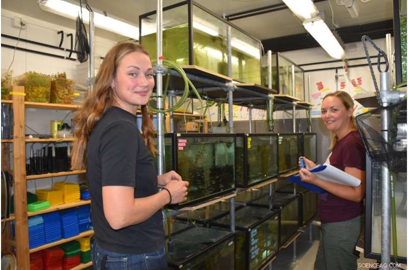 Zebrafish Illuminate Brain s Response to Rising Temperatures