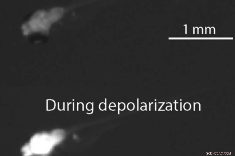 Zebrafish Illuminate Brain s Response to Rising Temperatures