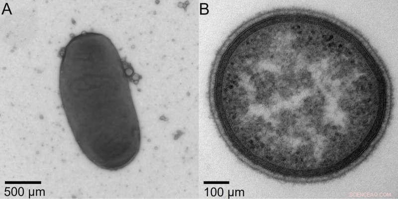 Scientists Discover New Bacterial Species in Human Intestine
