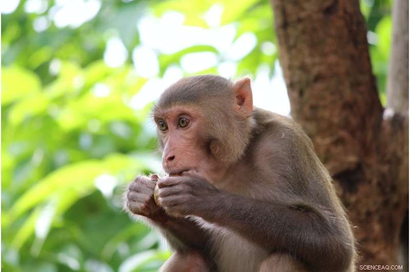 The Hidden Microbiome: Strengthening Both Animals and Plants