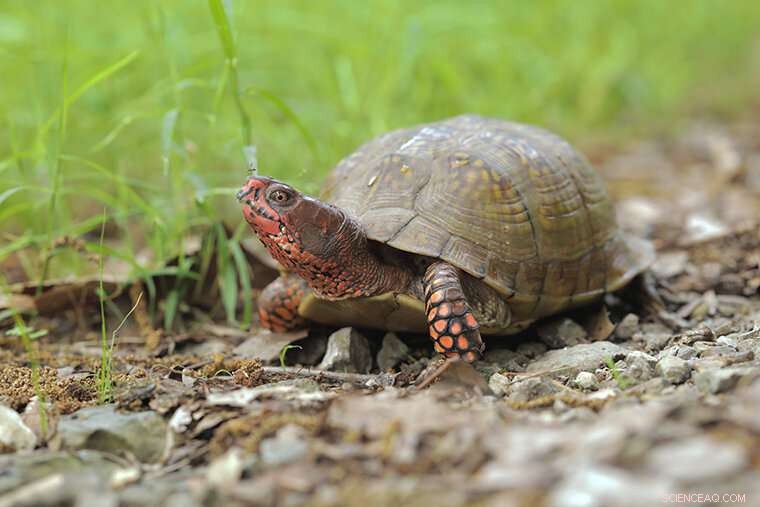 The Hidden Microbiome: Strengthening Both Animals and Plants