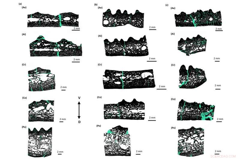 Why Heavier Bones Made Dinosaurs Stronger: Evolutionary Advantages Explained