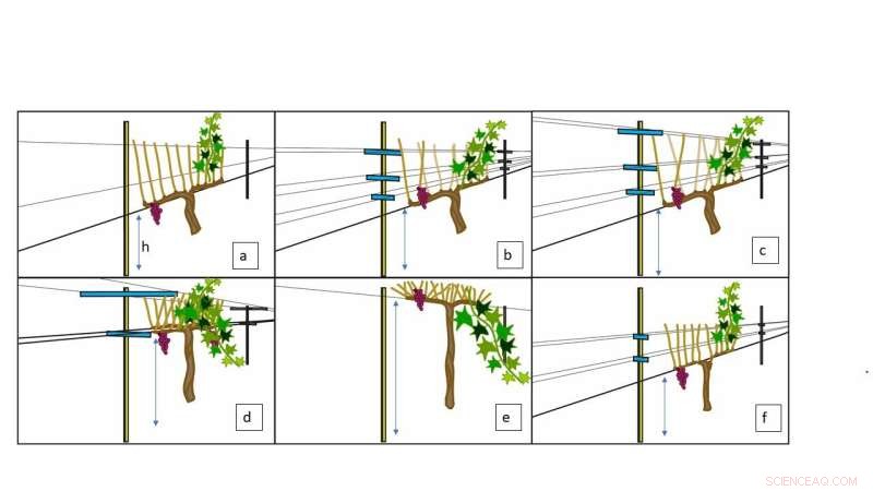 New Research Confirms Cabernet Grapes Resilient to Climate Change