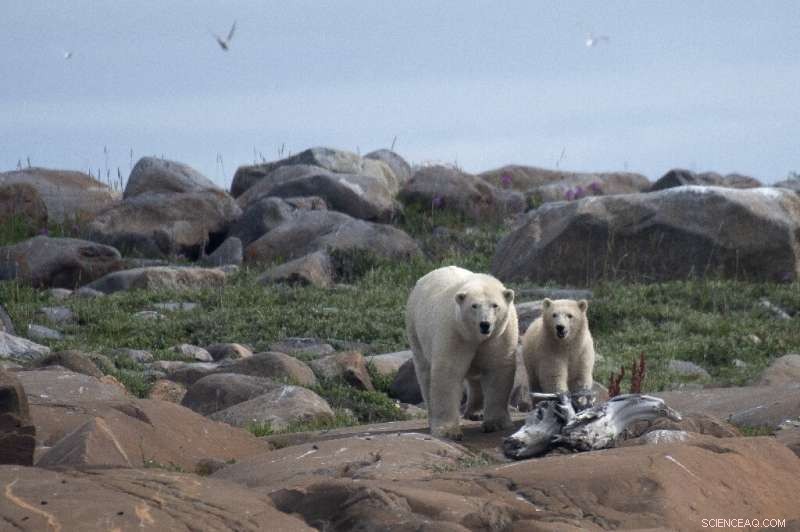 Melting Ice Threatens Canada s Polar Bears: Rising Risks and Habitat Shifts