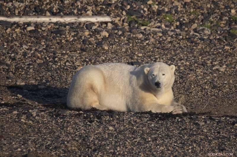 Melting Ice Threatens Canada s Polar Bears: Rising Risks and Habitat Shifts
