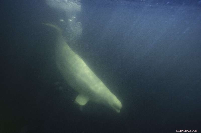 Melting Ice Threatens Canada s Polar Bears: Rising Risks and Habitat Shifts