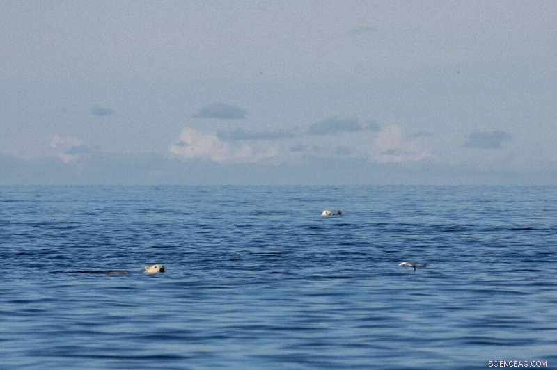 Melting Ice Threatens Canada s Polar Bears: Rising Risks and Habitat Shifts