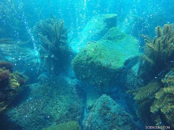 Hidden Shifts: Detecting Marine Ecosystem Changes Amid Ocean Acidification