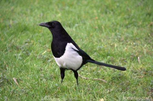 Urban Avian Adaptation: How Magpies, Curlews, and Peregrine Falcons Thrive in Cities