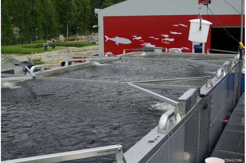 Luke s Container-Based Method Boosts Energy Efficiency in Recirculating Fish Farms
