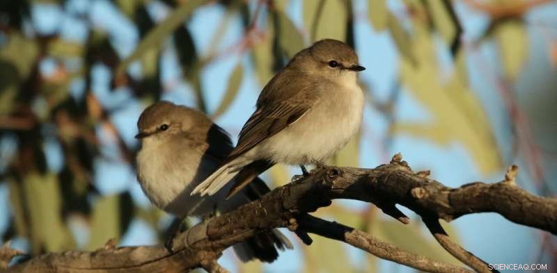 Alarming Bird Deaths in Australian Heatwaves Signal Urgent Biodiversity Crisis