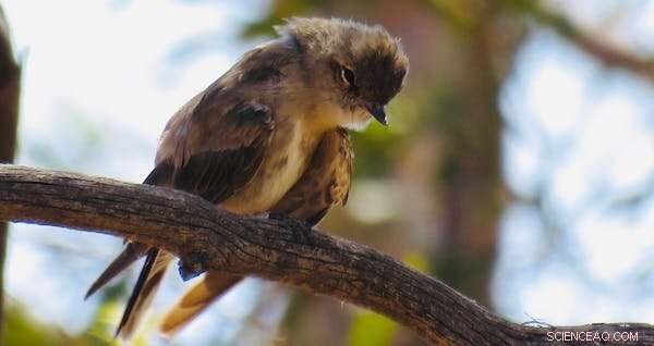 Alarming Bird Deaths in Australian Heatwaves Signal Urgent Biodiversity Crisis