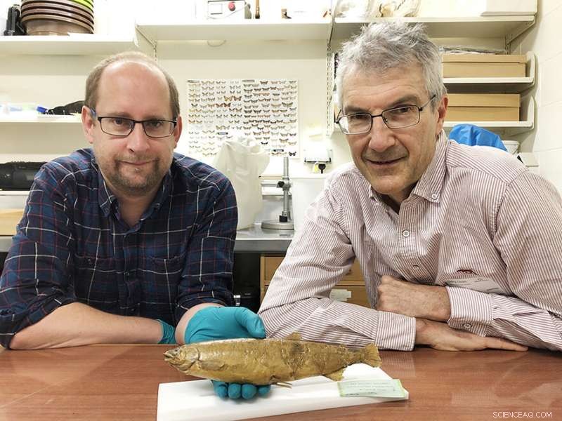 Scientists Trace Genealogy of Extinct New Zealand Grayling