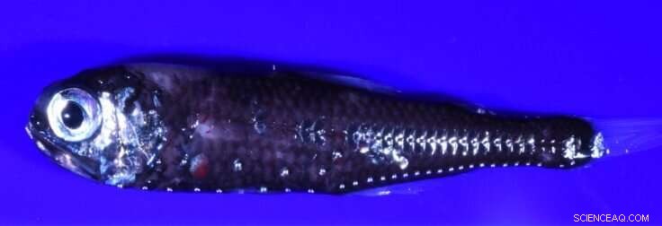 New Research Unveils Evolutionary Path of Twilight Zone Fish