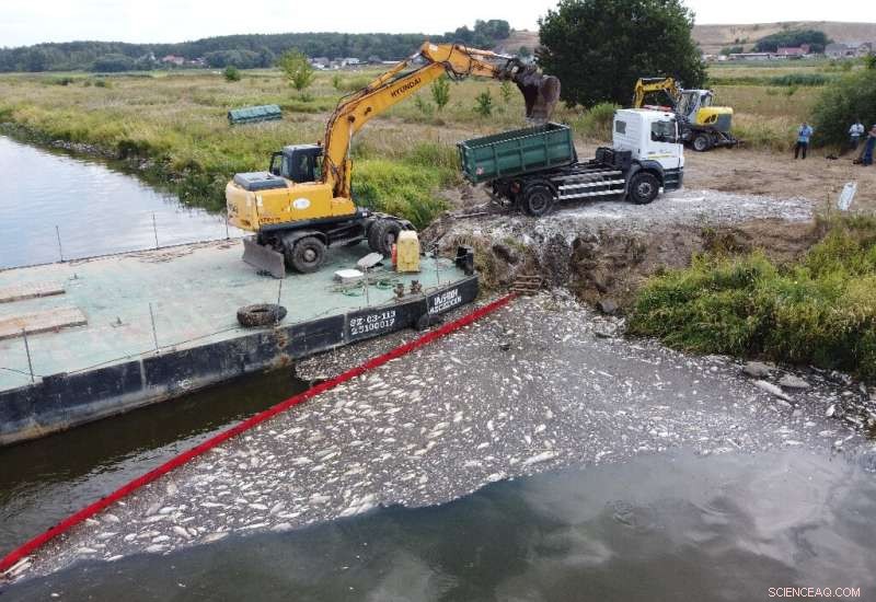 Poland Attributes Oder River Fish Kill to Toxic Algae, Rules Out Industrial Pollution