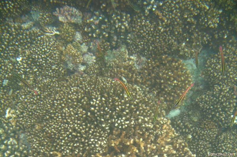 New Study Links Sudden Cold Water Shock to Massive Coral Reef Collapse in Eastern Pacific
