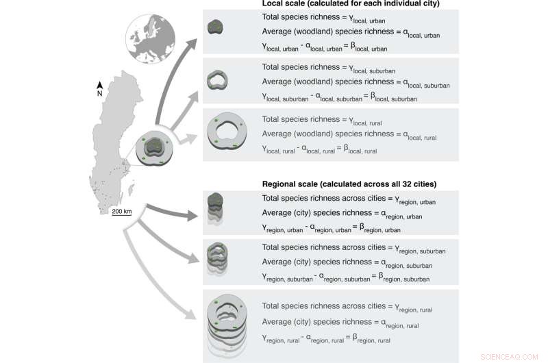 New Study Reveals Reduced Bird Diversity in City Forests