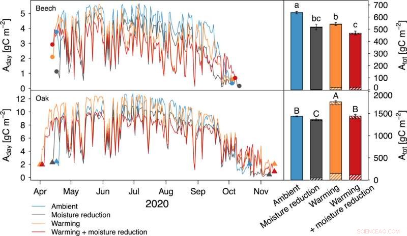 Assessing Tree Species Resilience to Global Warming: Experimental Insights