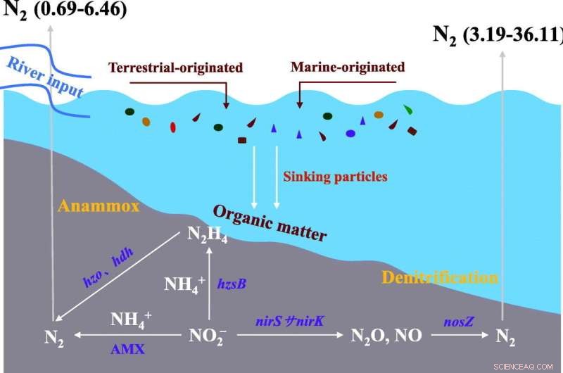 Organic Matter Drives Nitrogen Loss in East China Sea Coastal Sediments