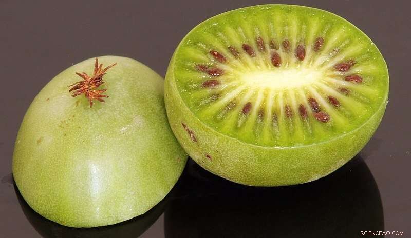 Molecular Markers Reveal Kiwiberry Population Structure and Trait-Related Loci