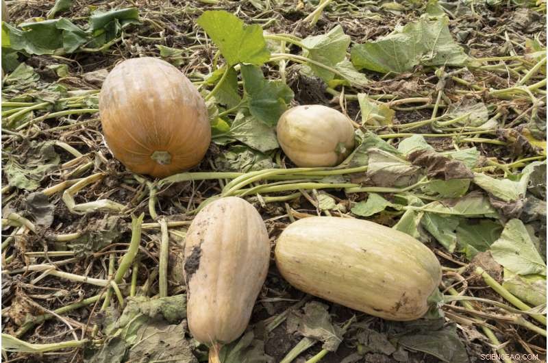 Pumpkin Farms Embrace Regenerative Practices to Boost Soil Health and Cut Emissions