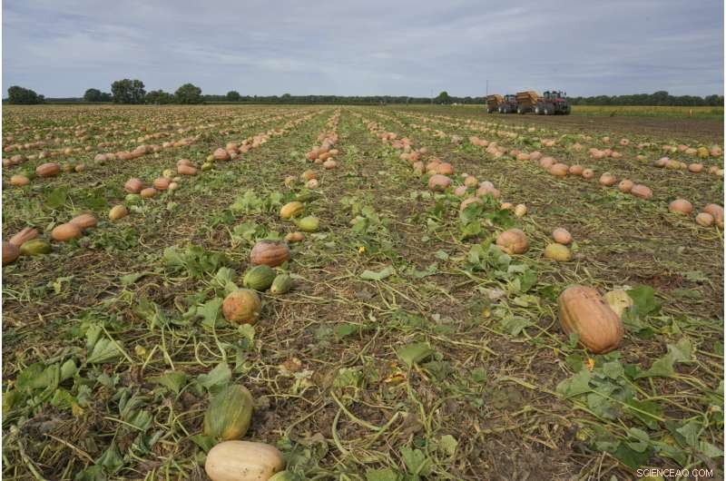 Pumpkin Farms Embrace Regenerative Practices to Boost Soil Health and Cut Emissions