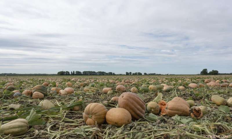Pumpkin Farms Embrace Regenerative Practices to Boost Soil Health and Cut Emissions