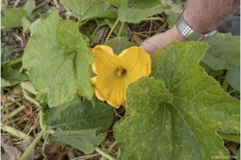 Pumpkin Farms Embrace Regenerative Practices to Boost Soil Health and Cut Emissions