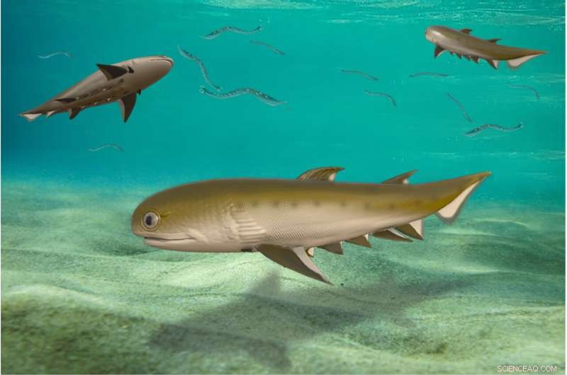 Ancient Chinese shark could be humanity s oldest known jawed vertebrate ancestor
