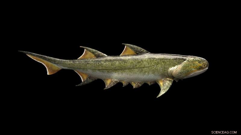 Ancient Chinese shark could be humanity s oldest known jawed vertebrate ancestor