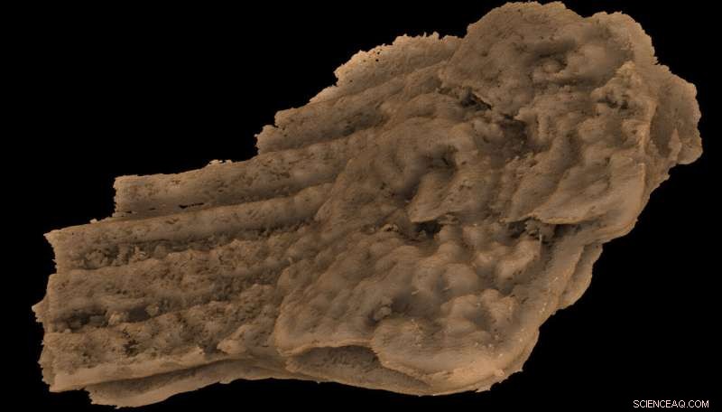 Ancient Chinese shark could be humanity s oldest known jawed vertebrate ancestor