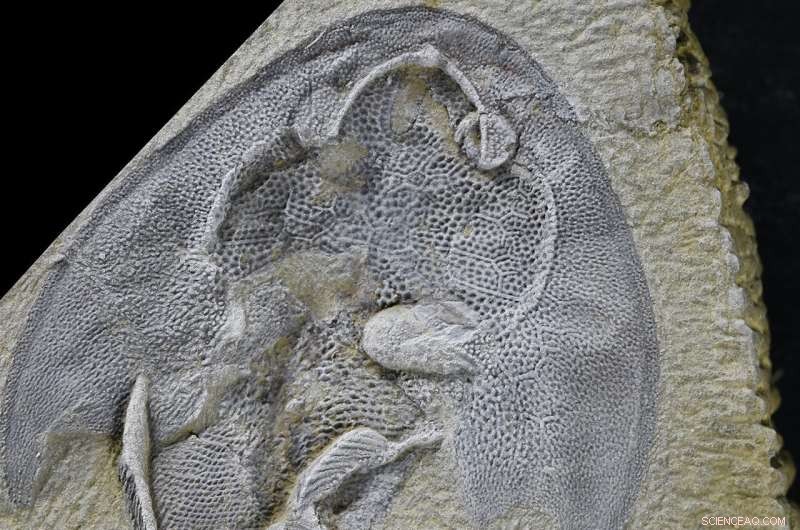 Jawless Fish Discovery Sheds Light on Evolutionary Origins of Fins and Limbs