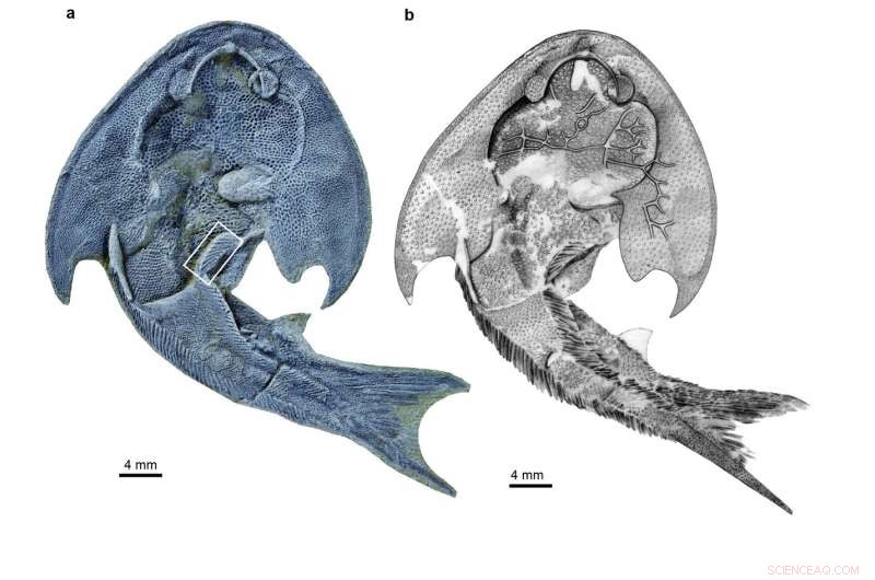Jawless Fish Discovery Sheds Light on Evolutionary Origins of Fins and Limbs