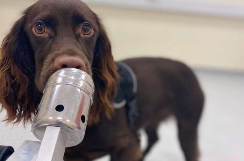 New Study Shows Dogs Detect Human Stress Through Smell
